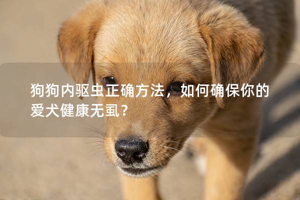 狗狗内驱虫正确方法，如何确保你的爱犬健康无虱？