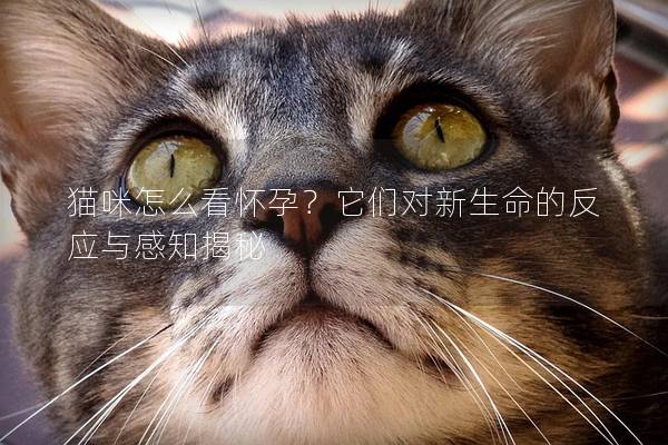 猫咪怎么看怀孕？它们对新生命的反应与感知揭秘