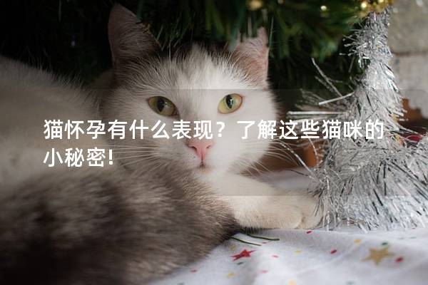 猫怀孕有什么表现？了解这些猫咪的小秘密!