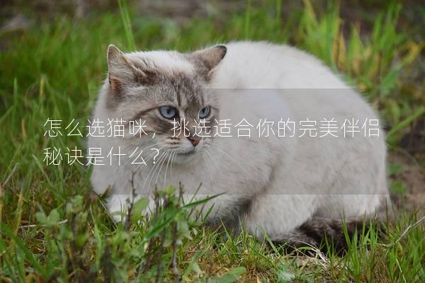 怎么选猫咪，挑选适合你的完美伴侣秘诀是什么？