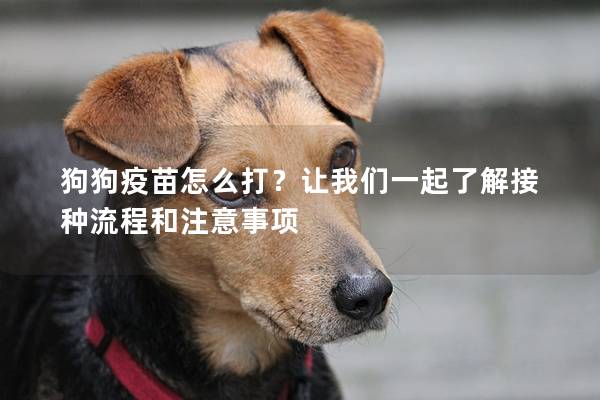 狗狗疫苗怎么打？让我们一起了解接种流程和注意事项