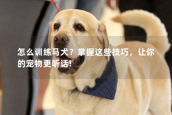 怎么训练马犬？掌握这些技巧，让你的宠物更听话!