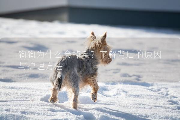 狗狗为什么会掉毛？了解背后的原因与护理方法