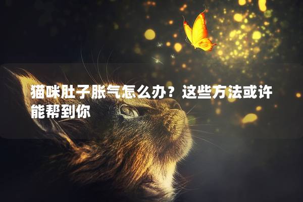 猫咪肚子胀气怎么办？这些方法或许能帮到你