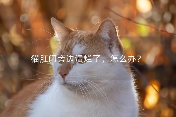 猫肛门旁边溃烂了，怎么办？