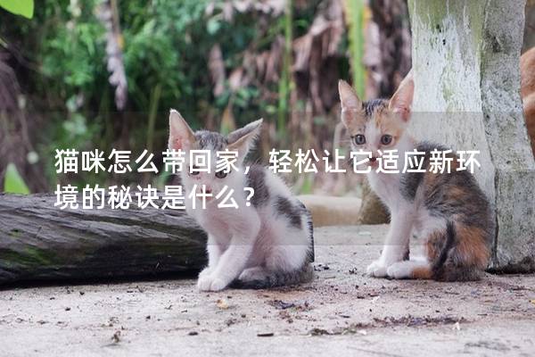 猫咪怎么带回家，轻松让它适应新环境的秘诀是什么？