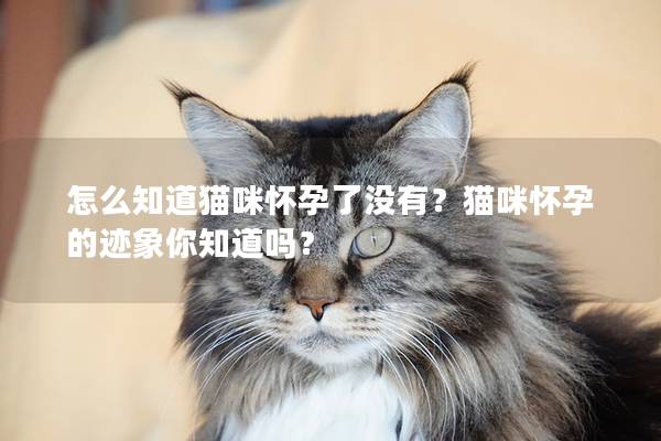 怎么知道猫咪怀孕了没有？猫咪怀孕的迹象你知道吗？