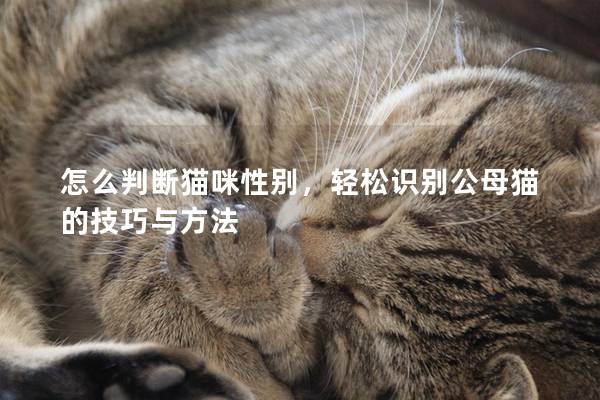 怎么判断猫咪性别，轻松识别公母猫的技巧与方法