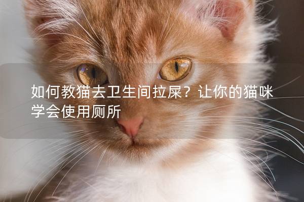 如何教猫去卫生间拉屎？让你的猫咪学会使用厕所