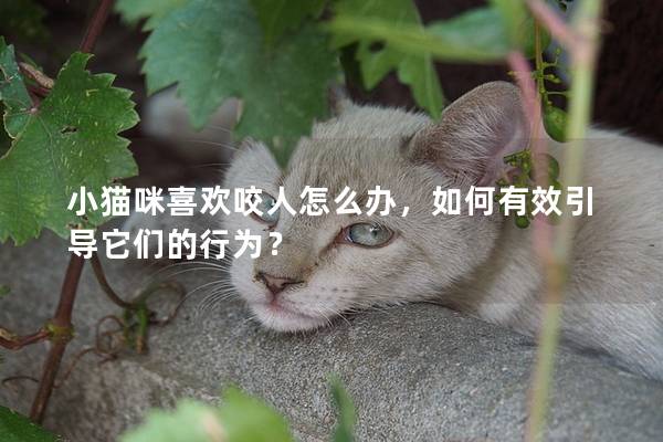 小猫咪喜欢咬人怎么办，如何有效引导它们的行为？