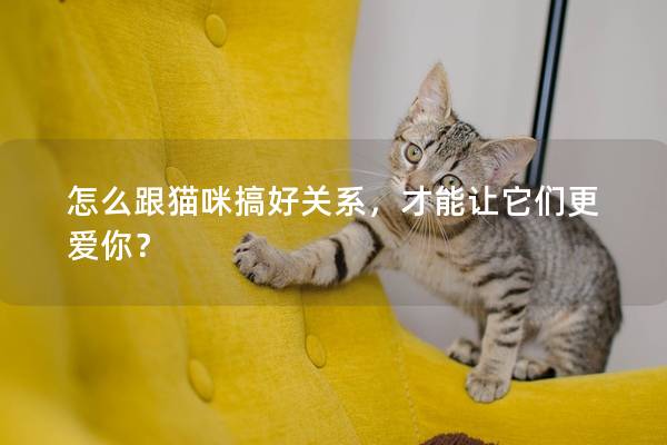 怎么跟猫咪搞好关系，才能让它们更爱你？