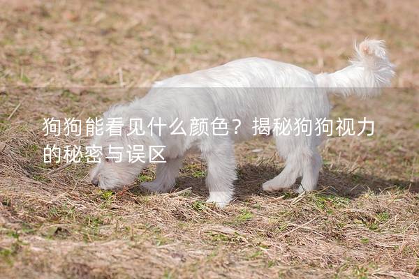 狗狗能看见什么颜色？揭秘狗狗视力的秘密与误区