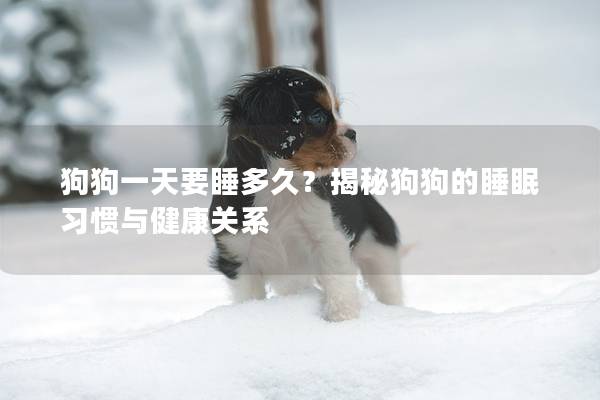 狗狗一天要睡多久？揭秘狗狗的睡眠习惯与健康关系