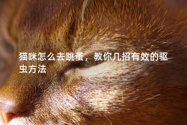 猫咪怎么去跳蚤，教你几招有效的驱虫方法