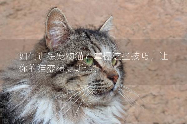 如何训练宠物猫？掌握这些技巧，让你的猫变得更听话!