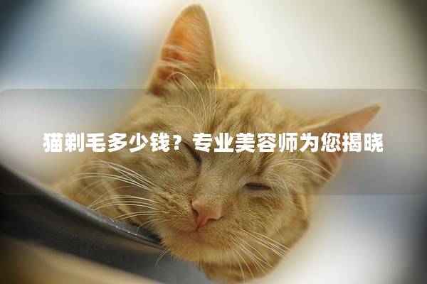 猫剃毛多少钱？专业美容师为您揭晓