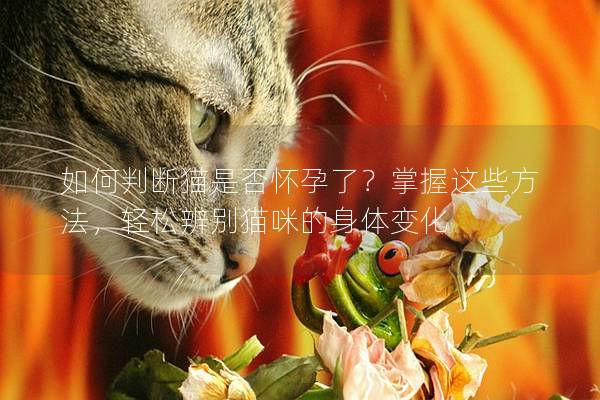 如何判断猫是否怀孕了？掌握这些方法，轻松辨别猫咪的身体变化