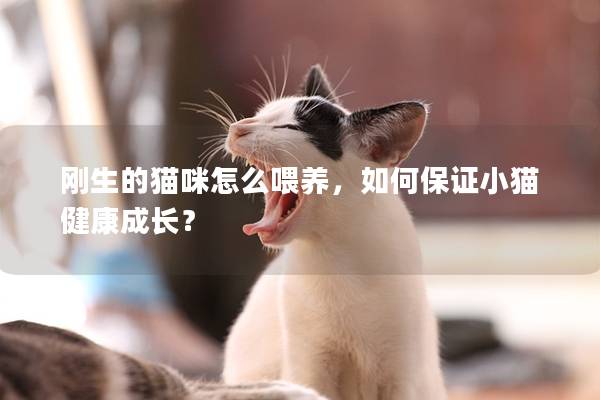 刚生的猫咪怎么喂养，如何保证小猫健康成长？