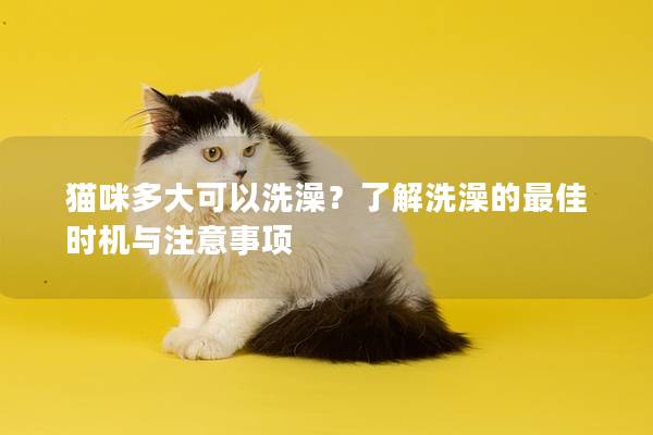 猫咪多大可以洗澡？了解洗澡的最佳时机与注意事项