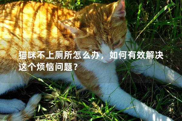 猫咪不上厕所怎么办，如何有效解决这个烦恼问题？