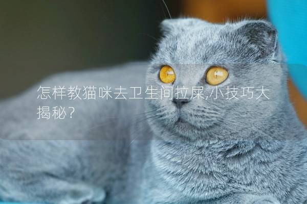 怎样教猫咪去卫生间拉屎,小技巧大揭秘？