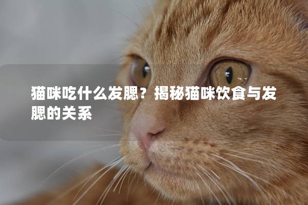 猫咪吃什么发腮？揭秘猫咪饮食与发腮的关系