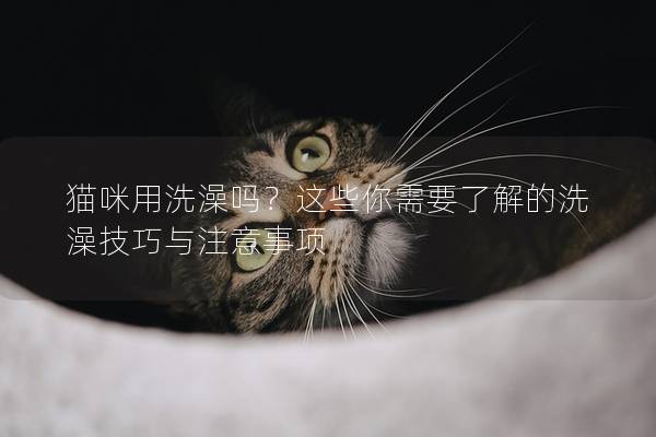 猫咪用洗澡吗？这些你需要了解的洗澡技巧与注意事项