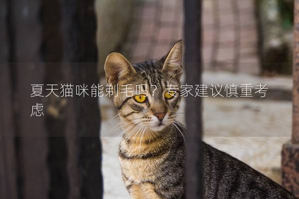 夏天猫咪能剃毛吗？专家建议慎重考虑