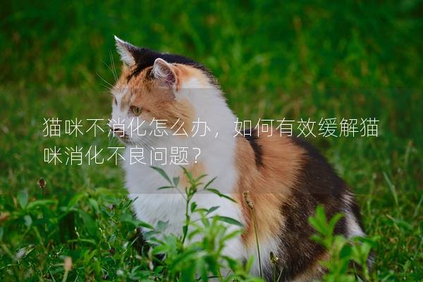 猫咪不消化怎么办，如何有效缓解猫咪消化不良问题？