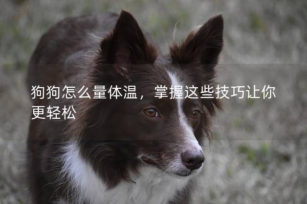 狗狗怎么量体温，掌握这些技巧让你更轻松