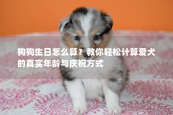 狗狗生日怎么算？教你轻松计算爱犬的真实年龄与庆祝方式