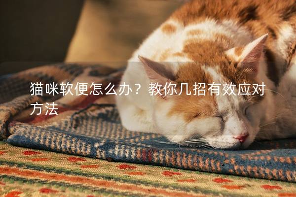 猫咪软便怎么办？教你几招有效应对方法