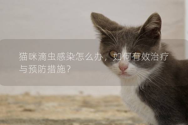 猫咪滴虫感染怎么办，如何有效治疗与预防措施？