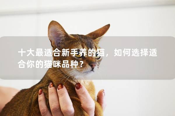 十大最适合新手养的猫，如何选择适合你的猫咪品种？