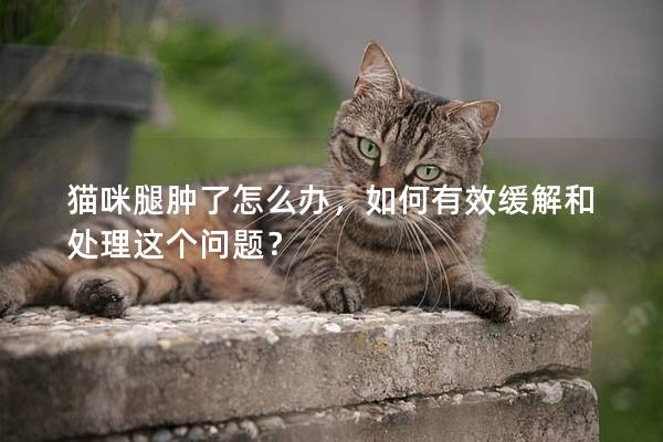 猫咪腿肿了怎么办，如何有效缓解和处理这个问题？