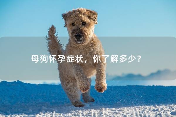 母狗怀孕症状，你了解多少？