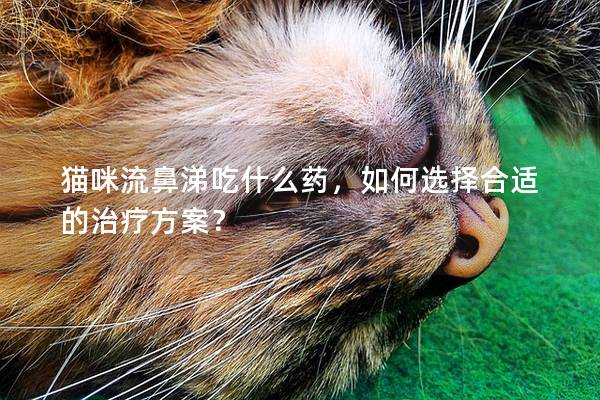 猫咪流鼻涕吃什么药，如何选择合适的治疗方案？