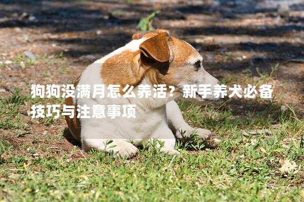 狗狗没满月怎么养活？新手养犬必备技巧与注意事项