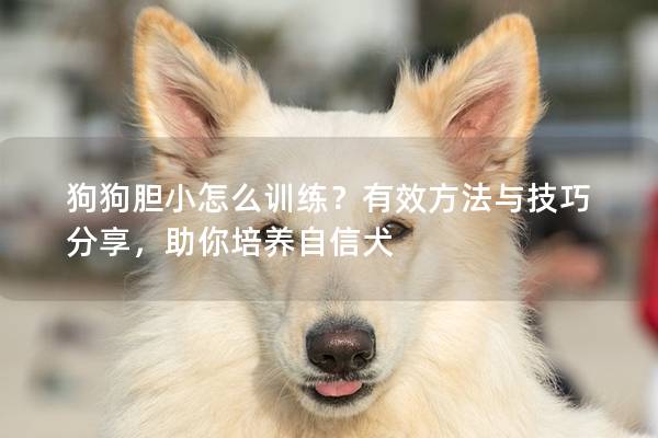 狗狗胆小怎么训练？有效方法与技巧分享，助你培养自信犬