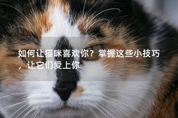 如何让猫咪喜欢你？掌握这些小技巧，让它们爱上你