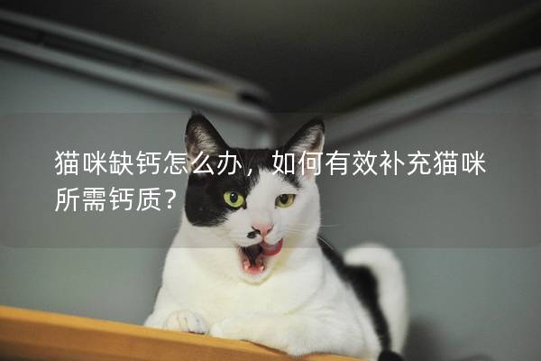 猫咪缺钙怎么办，如何有效补充猫咪所需钙质？