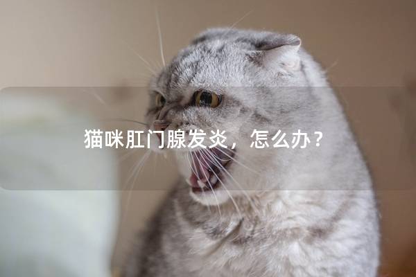 猫咪肛门腺发炎，怎么办？