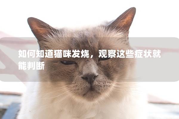 如何知道猫咪发烧，观察这些症状就能判断