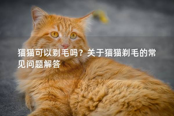 猫猫可以剃毛吗？关于猫猫剃毛的常见问题解答