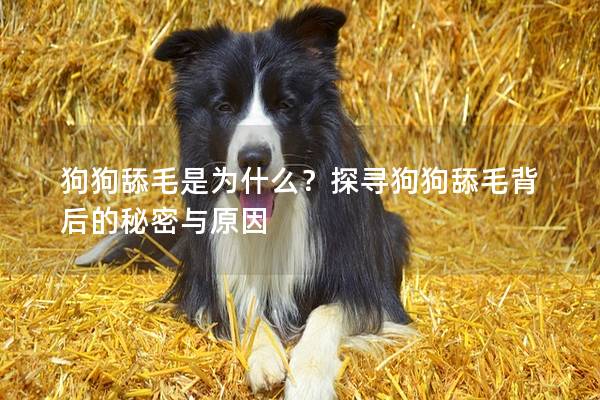 狗狗舔毛是为什么？探寻狗狗舔毛背后的秘密与原因