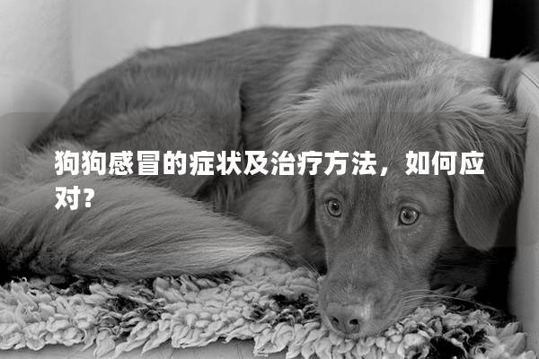 狗狗感冒的症状及治疗方法，如何应对？