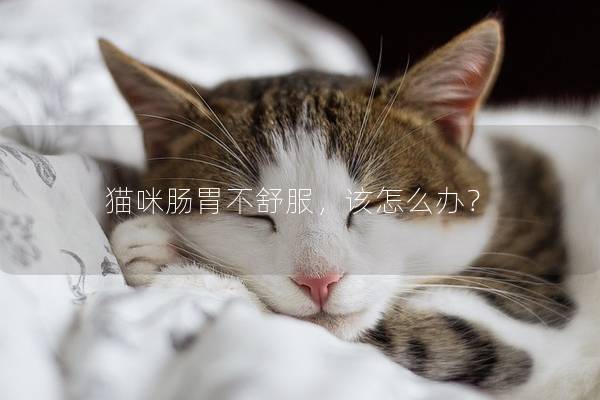 猫咪肠胃不舒服，该怎么办？