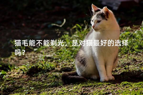 猫毛能不能剃光，是对猫最好的选择吗？