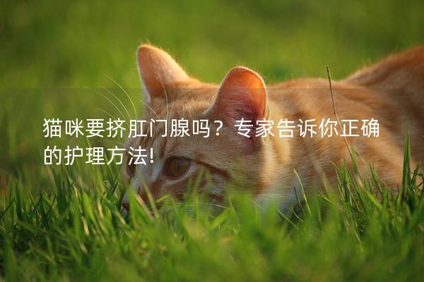 猫咪要挤肛门腺吗？专家告诉你正确的护理方法!