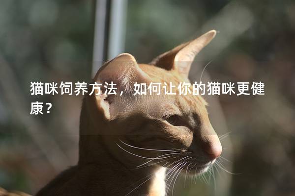 猫咪饲养方法，如何让你的猫咪更健康？